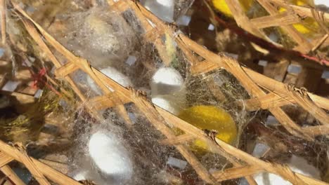 silkworm cocoons nestled in woven baskets