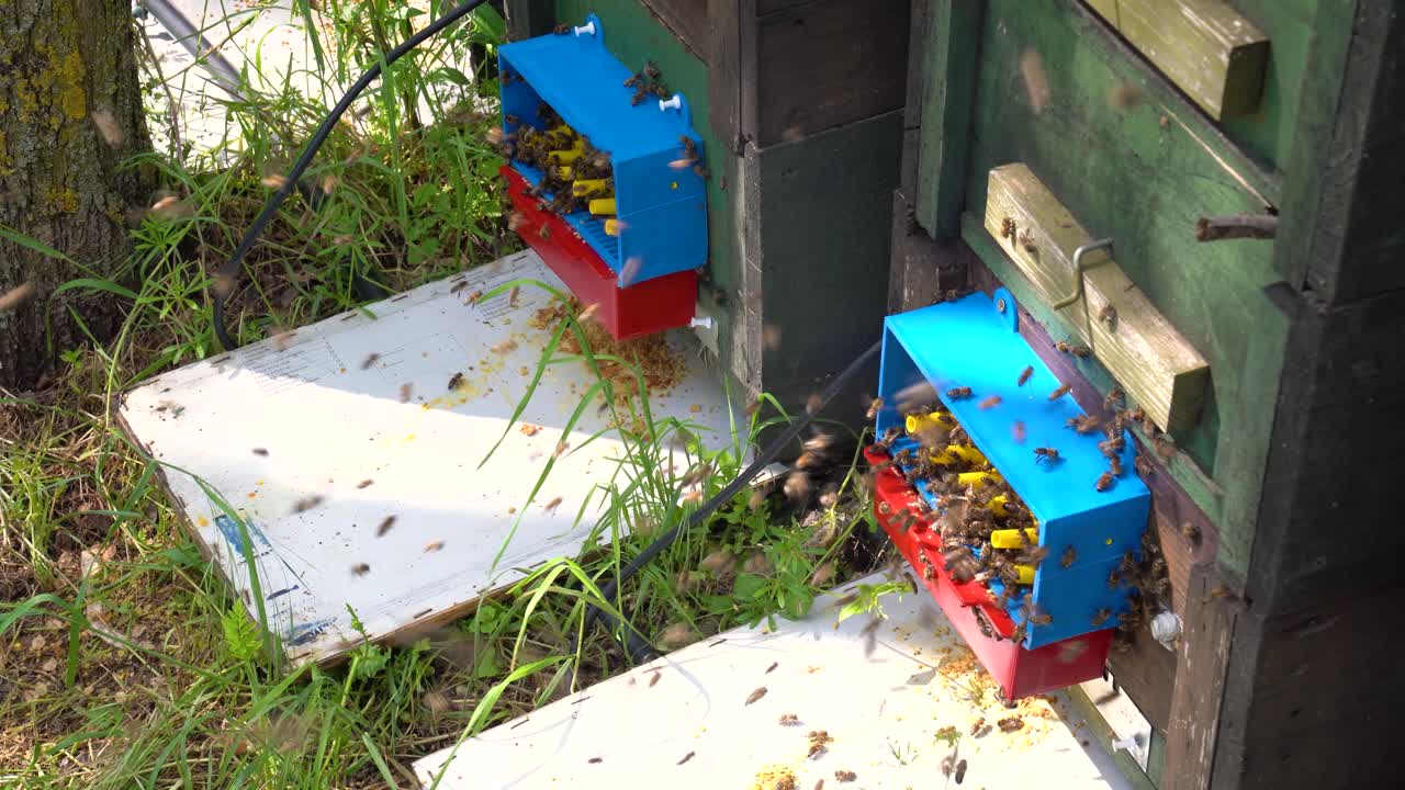 Beehives with bees in the forest collecting canola and acacia honey during the day, medium shot, outdoor