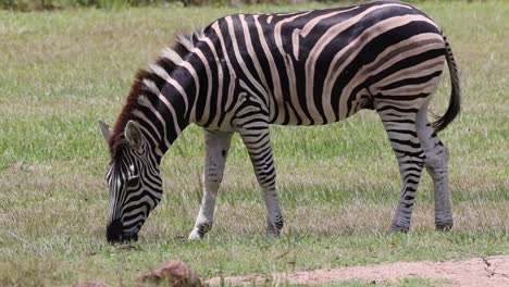 zebra moves and grazes in a grassy field