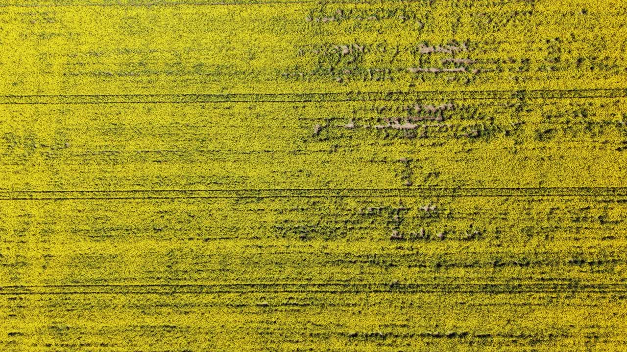 Un campo giallo si estende sotto un cielo sereno durante le ore diurne