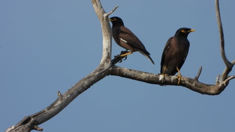 pájaros maina en árbol ..