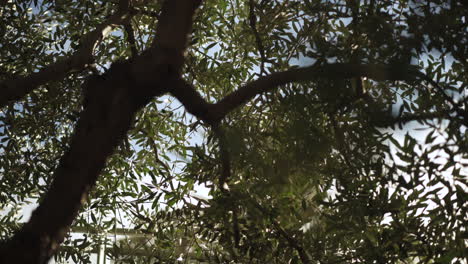 beautiful old tree branches and leaves in city street, 4k urban videography