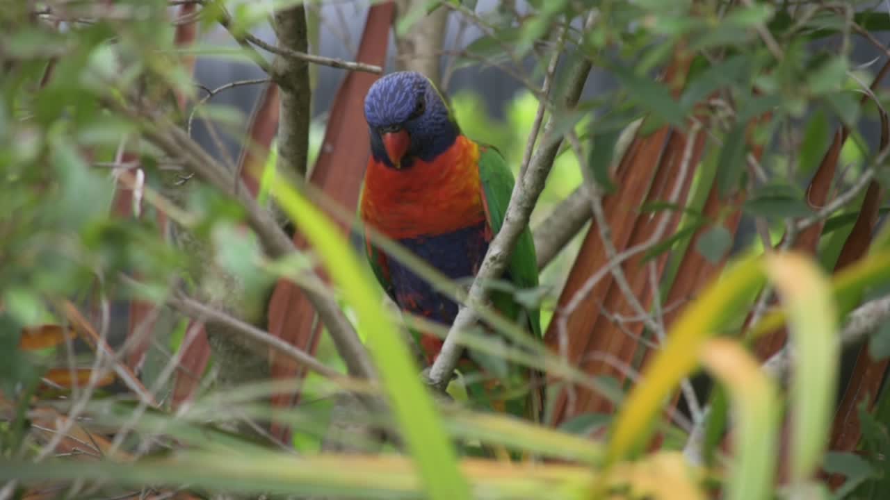 단일, 호기심 무지개 lorikeet 새, 나무의 잎을 통해 찾고