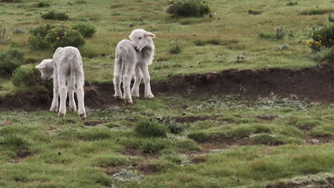 los corderitos blancos y flacos se acicalan y comen hierba en un rico prado verde