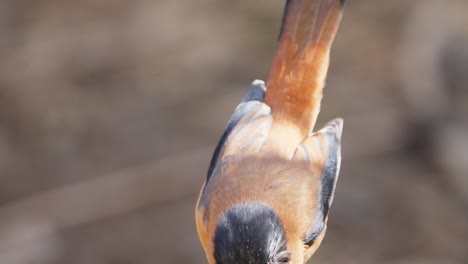 rufous sibia bird in nepal