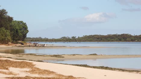 Black-swans-on-a-lake-beach-in-the-Gippsland-region-of-Victoria-Australia