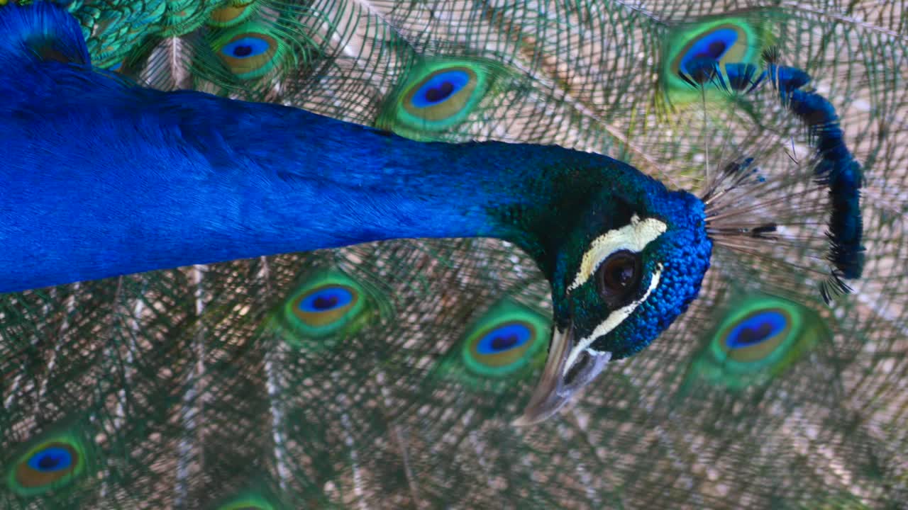 primer plano de un pavo real