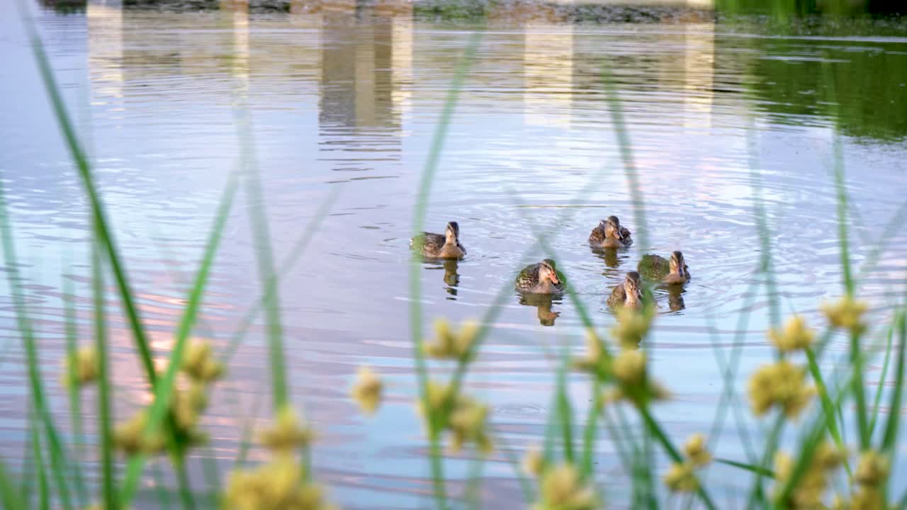 Mother Duck leads ducklings across peaceful lake behind yellow flowers