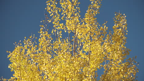 Hojas-De-Abedul-Plateado-Amarillo-Brillante-En-Un-Viento-Otoñal-Enérgico-Contra-Un-Cielo-Azul-Brillante,-Warwickshire,-Inglaterra