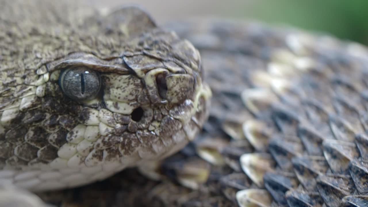 Close-up of a Rattlesnake