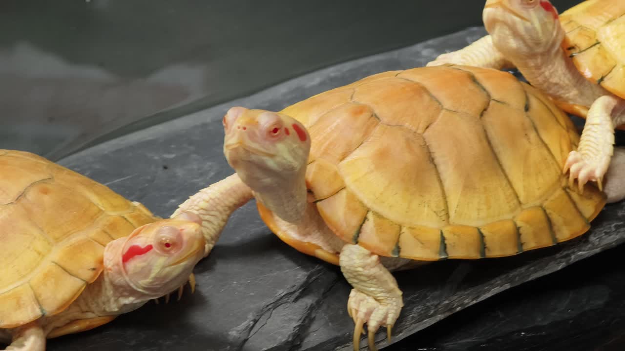 Baby Red-Eared Slider Turtles