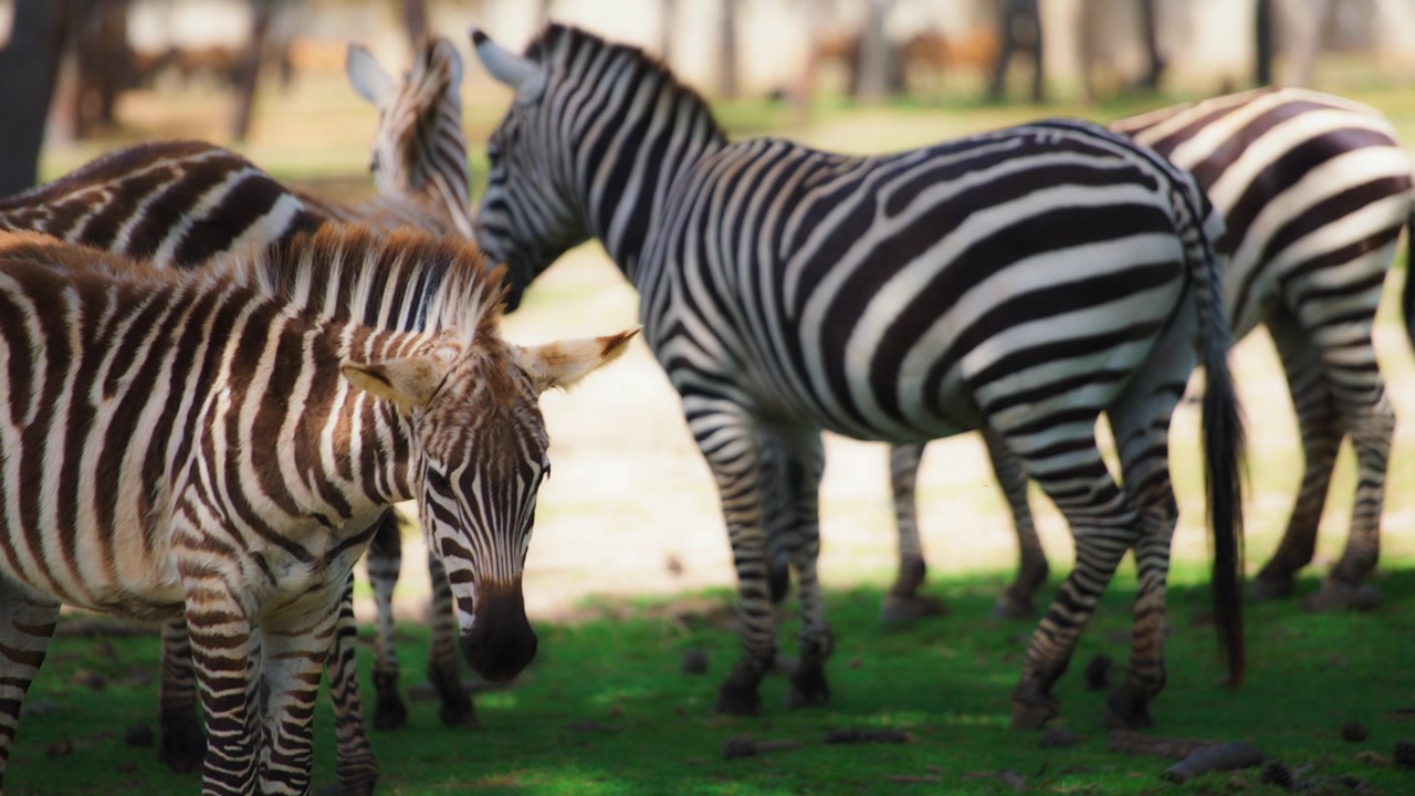 Mandria di zebre che pascolano su un prato verde