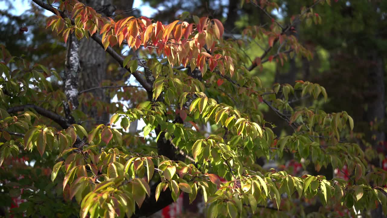 The Vibrant Fall (Autumn) Leaves Being Blown By A Slight Slight Breeze