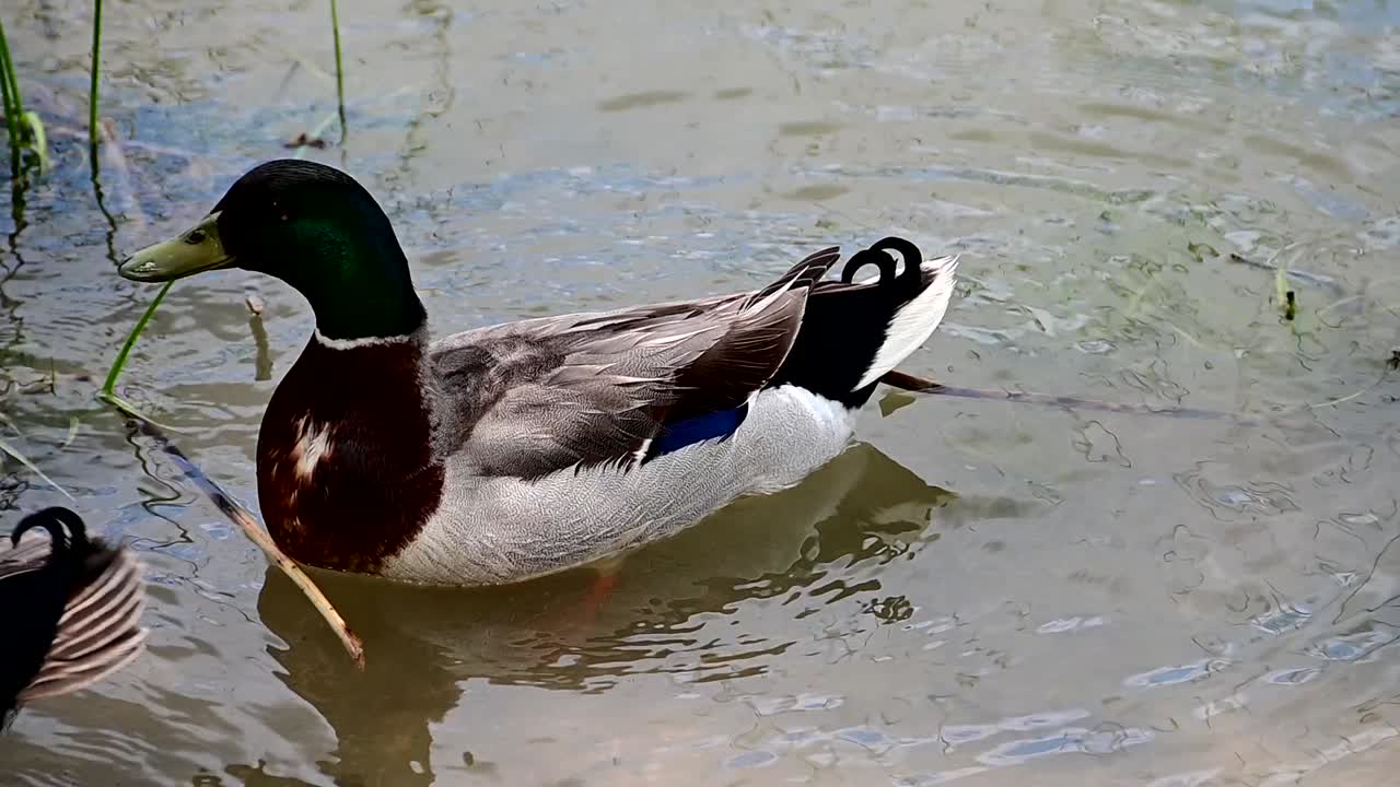 anatra malarda vicino alla riva del lago
