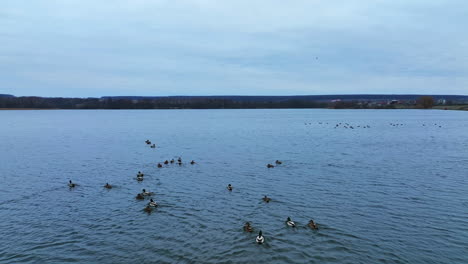 ducks on a lake