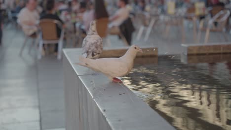 pigeons near a water fountain in an urban setting