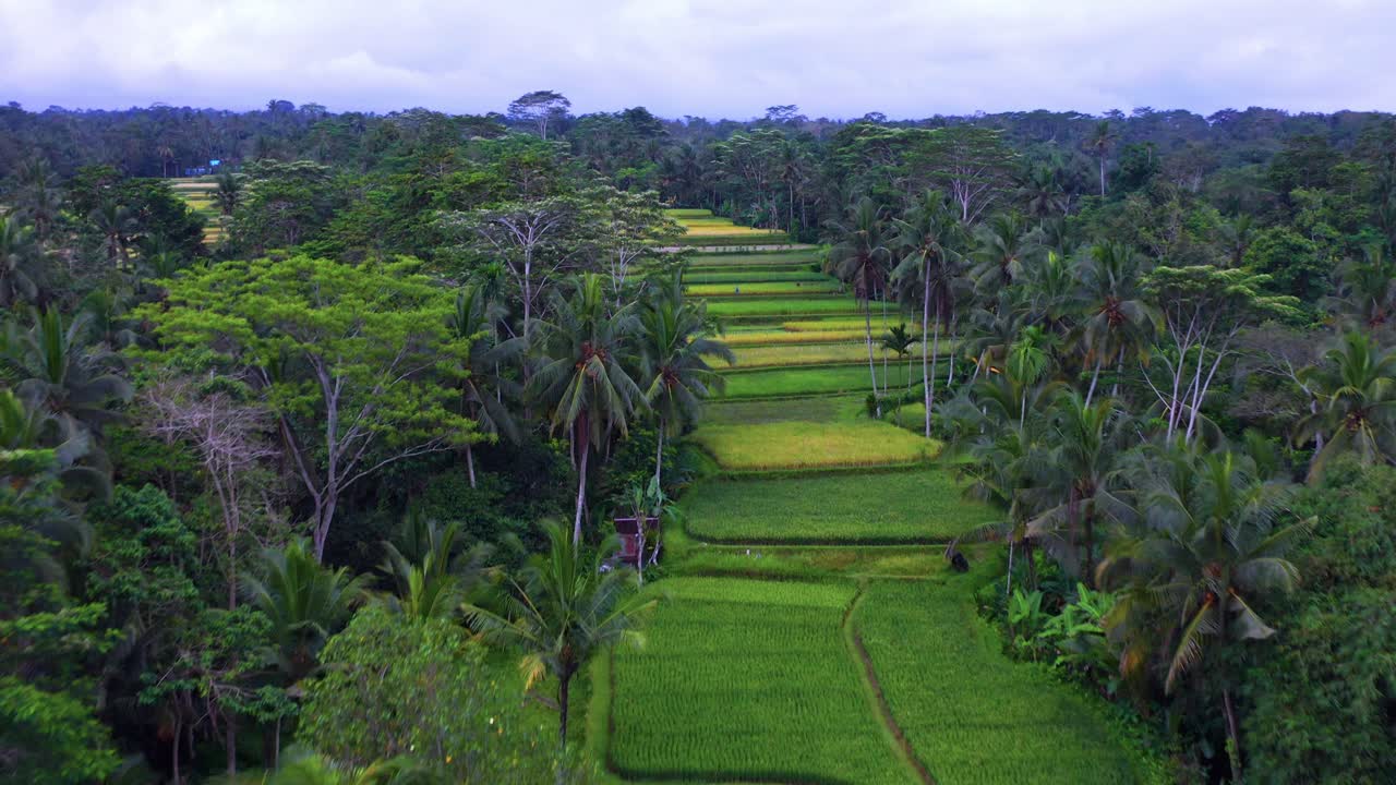 vista aérea de un campo verde de terrazas de arroz de tegalalang cerca de ubud en bali, indonesia