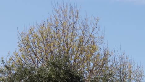 árbol moviéndose en el viento fuerte