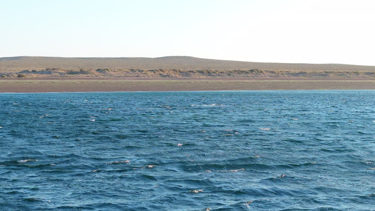 Forward aerial towards southern right whales lifting head from water, Puerto Madryn