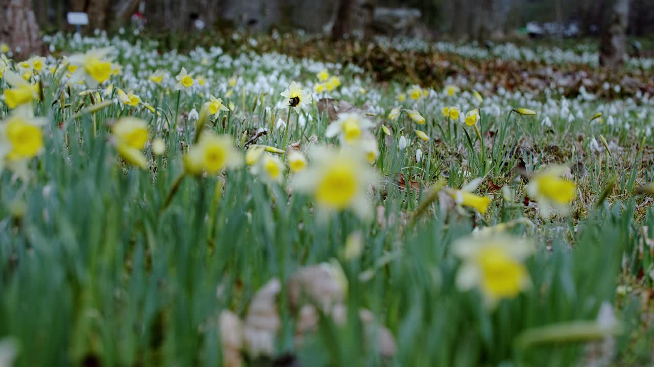 Wide shot of a field full of wild daffodil flowers