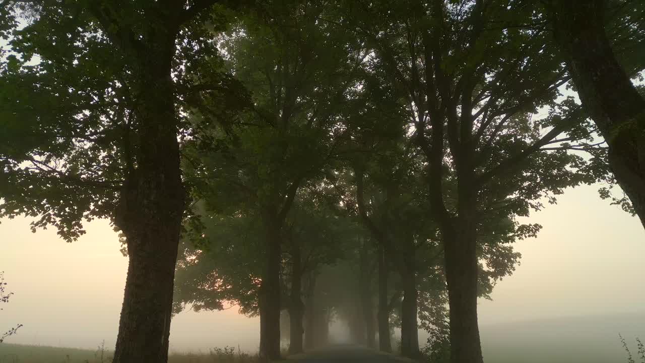 Misty Morning Road through Tree-Lined Path