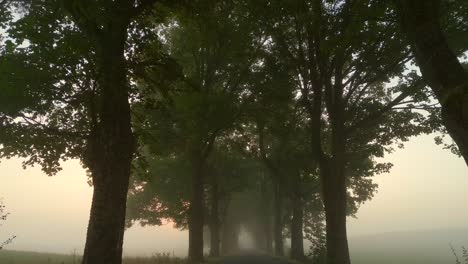 misty morning road through tree-lined path