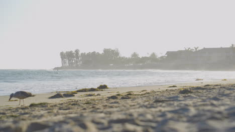 stationary shot of waves rolling into the shore on a misty morning as a seagull walks the by at ventura beach located in southern california