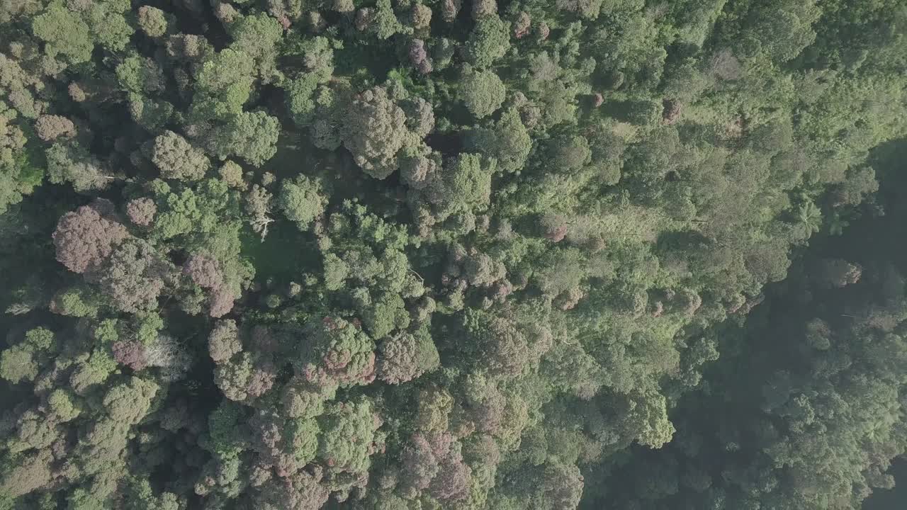 toma aérea de arriba hacia abajo de los árboles del bosque y la frontera con la plantación de vegetales durante el día soleado con nubes