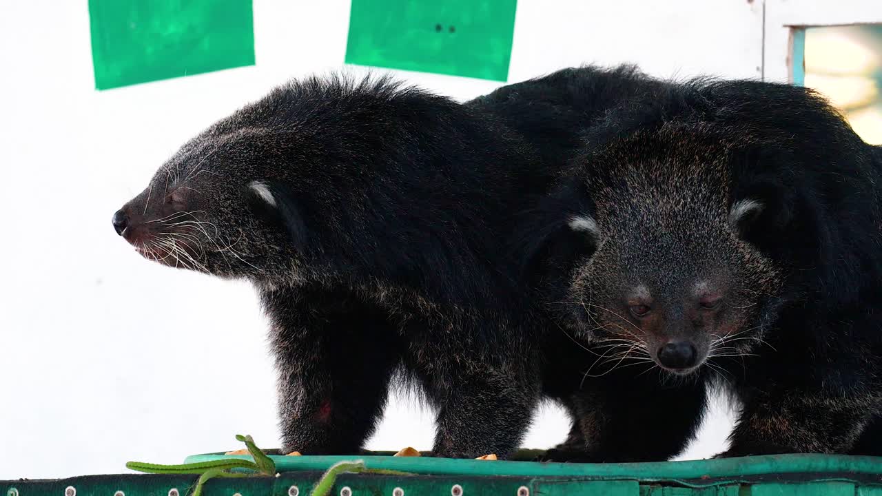 두 마리의 아시아 시