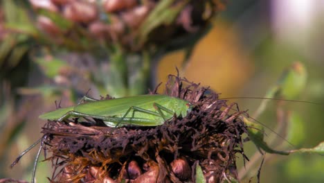 un primer plano de un gran saltamontes verde sentado en una flor marrón seca sacudida por el viento