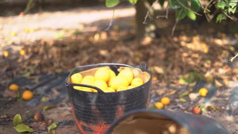 Picking-lemons-from-citrus-trees-and-farm-workers-throwing-them-from-carry-cot-into-boxes,-selecting-the-best-ones-by-hands