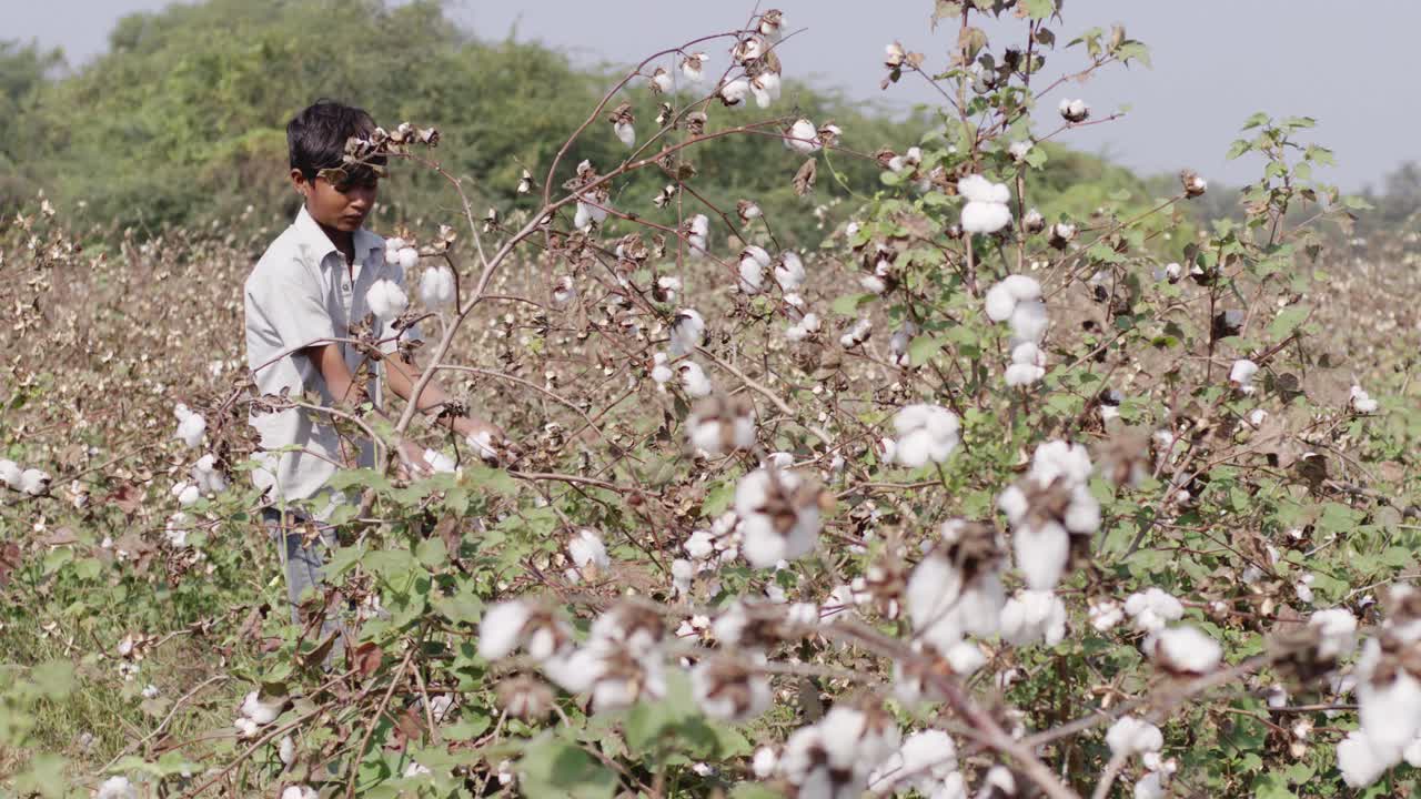 un tiro de mitad de mano de un niño cultivando en una tierra agrícola de algodón en un día soleado