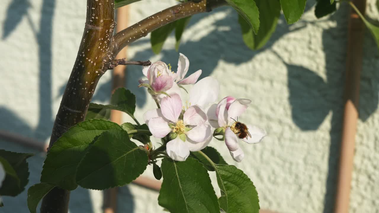 abeja de miel volando a una flor de manzano recogiendo polen en un jardín amigable con las abejas - cerrar