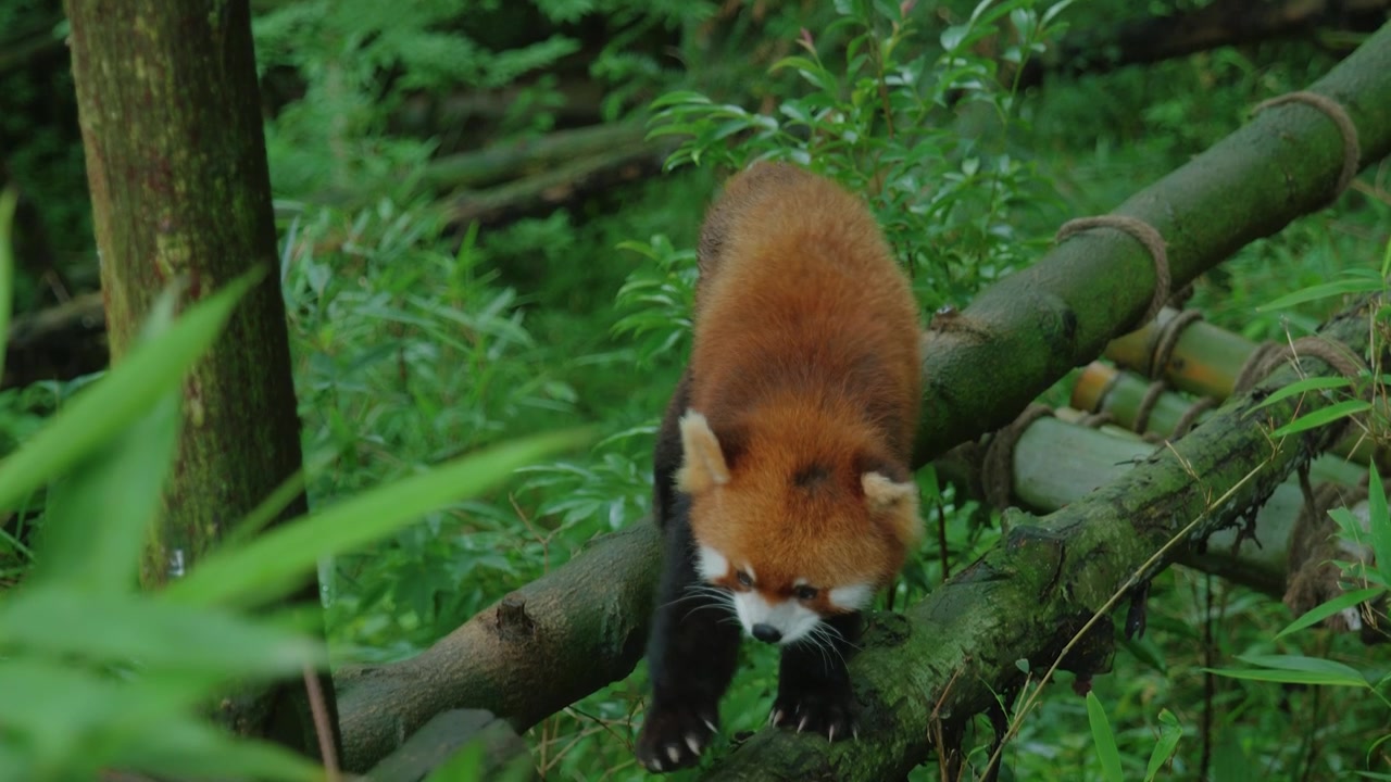 Carrellata di un panda rosso che cammina lungo un ramo di bambù muschioso e si arrampica su una piattaforma.
