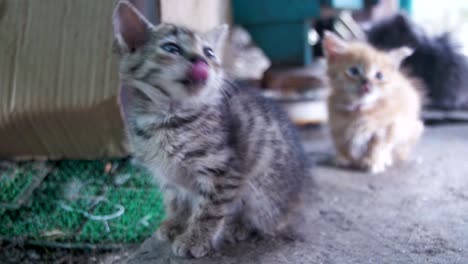 pequeño gatito sin hogar gris y blanco mira a la cámara
