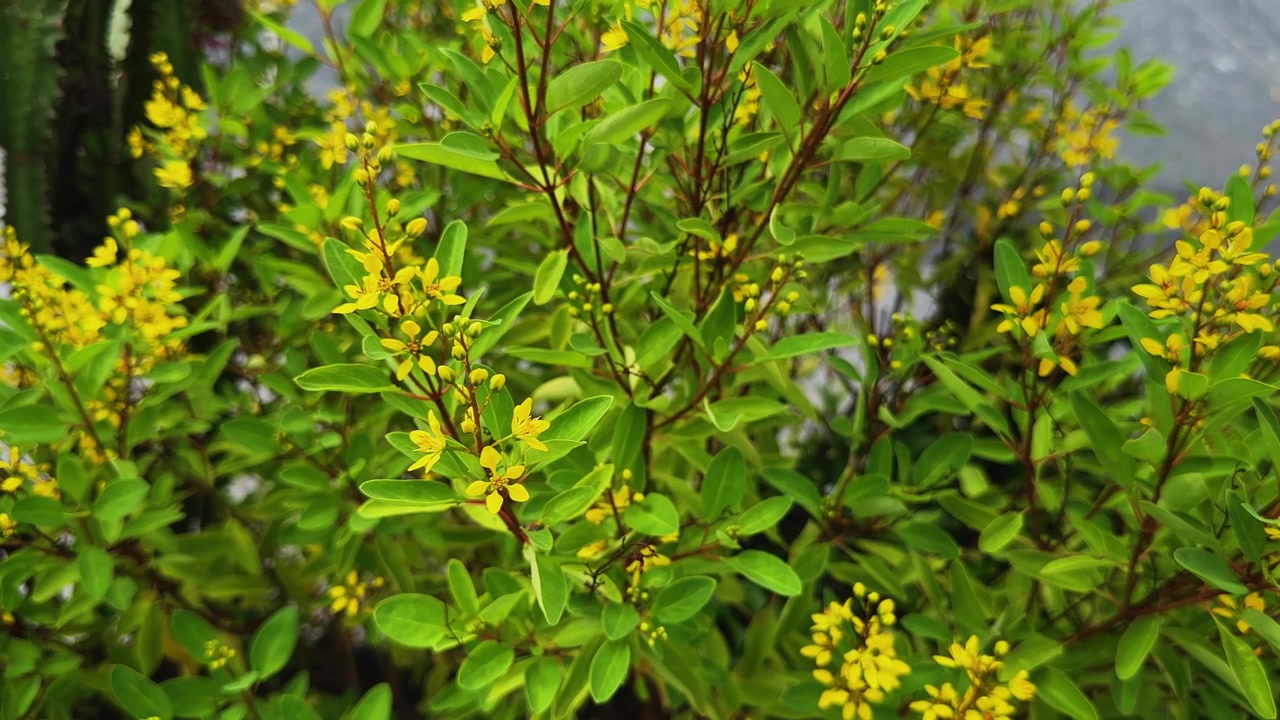 Static shot of Golden Thryallis branches gently swaying in the breeze with bright yellow flowers lush green foliage and unopened buds