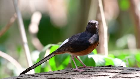 Die-Weißbürtige-Shama-Ist-Einer-Der-Häufigsten-Vögel-In-Thailand-Und-Kann-Leicht-In-Stadtparks,-Landwirtschaftsflächen,-Bewaldeten-Gebieten-Und-Den-Nationalparks-Beobachtet-Werden