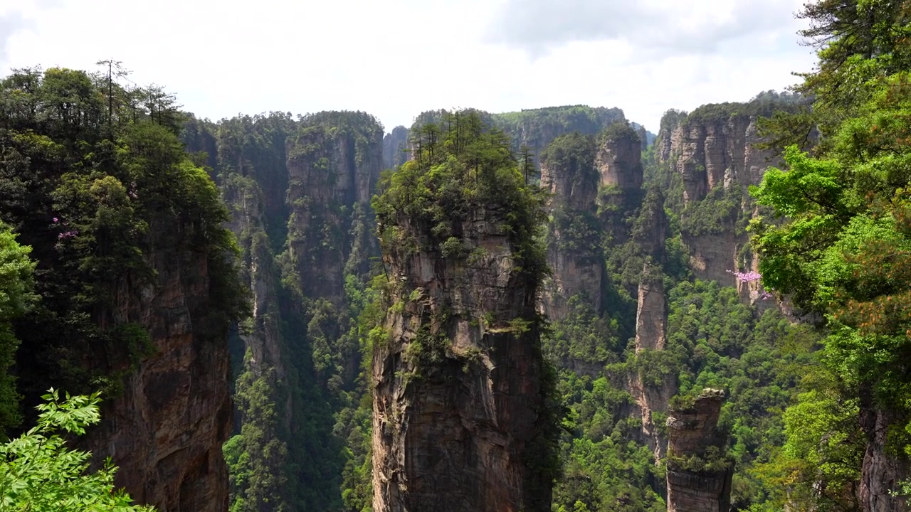 Fauna selvatica intorno al Monte Hallelujah con vegetazione verde e uccelli in volo, Cina. Panoramica a destra.