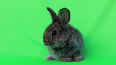 cute baby rabbit on green background