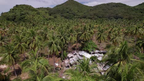 drone shot of abandoned houses and homes between coconut trees, village in landscape of iloc island, palawan philippines