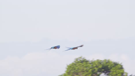 Un-Par-De-Guacamayos-Azules-Y-Amarillos-Vuelan-Juntos-Y-Aterrizan-En-La-Cima-De-Un-árbol-De-Una-Selva-Tropical,-Siguen-La-Toma-Panorámica