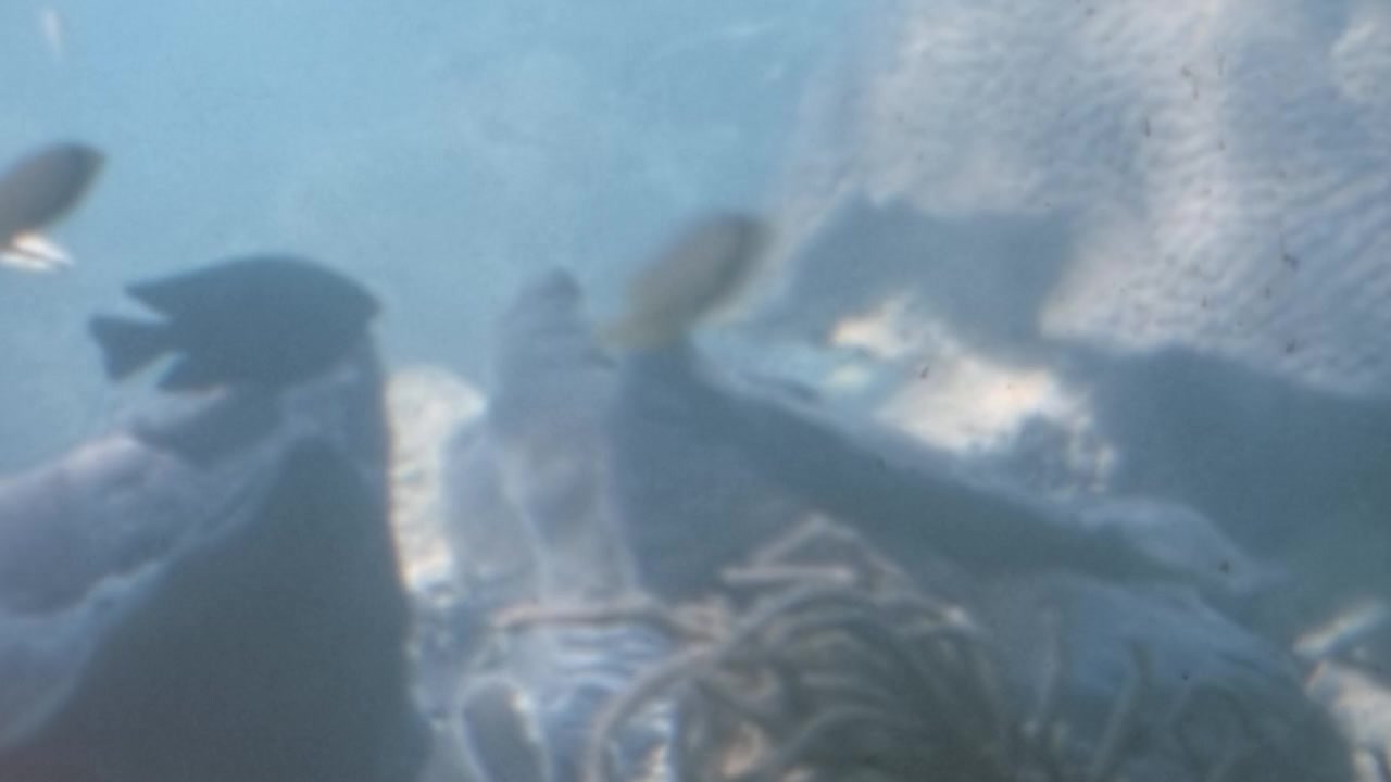 Kæmpemusling (Tridacna) hviler blandt koralformationer på havbunden ved Great Barrier Reef. Små revfisk svømmer omkring hjernekoral i et uklart undervandsmiljø i Australien i 1960'erne