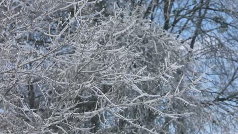 frozen branches creek and pop in the frigged air after a heavy winter storm blows through the area in this smooth slow motion clip