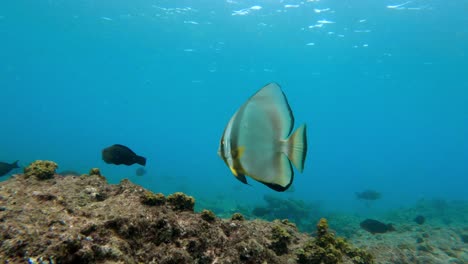 tropical fish in the ocean swimming and searching for food filmed in seychelles