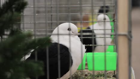 two ornamental pigeons sitting in their cages!