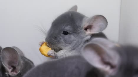 closeup of three social chinchillas feeding