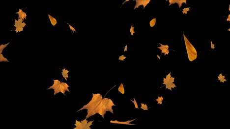 falling autumn maple leaves fall realistic.3d 4k loop animation alpha channel.