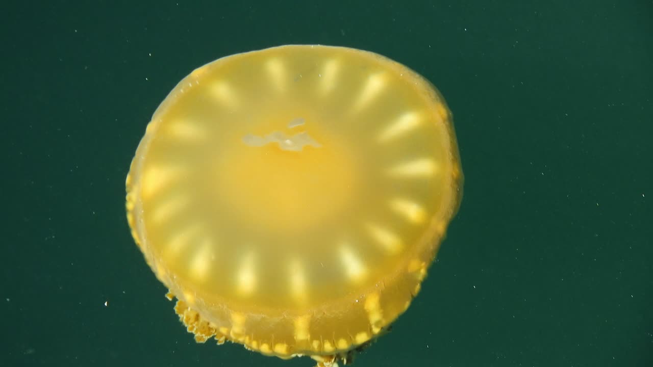 바다에서 수영하는 수달. 훌륭한 야생동물 장면. 자연 풍경.