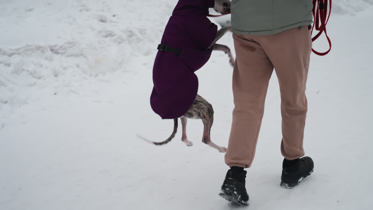 Whippet in purple coat walking closely beside person in beige pants and winter boots through snowy park, red leash in hand, creating calm serene winter stroll scene filled with quiet companionship and trust