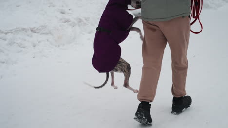 whippet in purple coat walking closely beside person in beige pants and winter boots through snowy park, red leash in hand, creating calm serene winter stroll scene filled with quiet companionship and trust